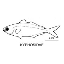 Line drawing of kyphosidae